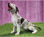 Small #5 Catahoula Leopard Dog