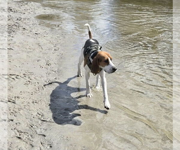 Medium Photo #2 Treeing Walker Coonhound-Unknown Mix Puppy For Sale in Royal Palm Beach, FL, USA