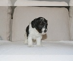 Puppy Whickham Bernedoodle