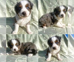 Miniature Australian Shepherd Puppy for sale in BROOKER, FL, USA