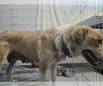 Small #4 Collie-Great Pyrenees Mix