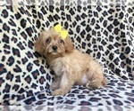 Small #1 Cavapoo