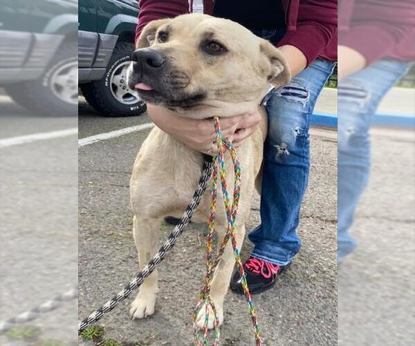 Medium Photo #1 German Shepherd Dog-Unknown Mix Puppy For Sale in Stockton, CA, USA