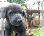 Small Photo #2 Shepradors Puppy For Sale in SHELTON, WA, USA