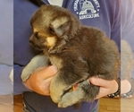 Small Photo #2 German Shepherd Dog Puppy For Sale in PALMYRA, MO, USA