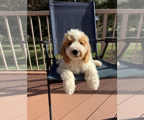 Medium Photo #10 Goldendoodle (Miniature) Puppy For Sale in ELBERT, CO, USA