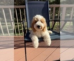 Litter of 9 - Male(s) and Female(s) Goldendoodle (Miniature)Litter of Puppies for Sale - Photo #10
