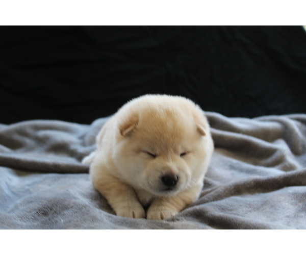 Medium Photo #6 Shiba Inu Puppy For Sale in VIRGINIA BCH, VA, USA