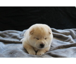 Small Photo #6 Shiba Inu Puppy For Sale in VIRGINIA BCH, VA, USA