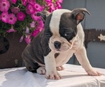 Small #7 Faux Frenchbo Bulldog