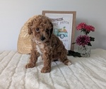 Small #11 Poodle (Miniature)