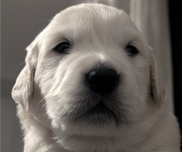 Medium Photo #5 Golden Retriever Puppy For Sale in MODESTO, CA, USA