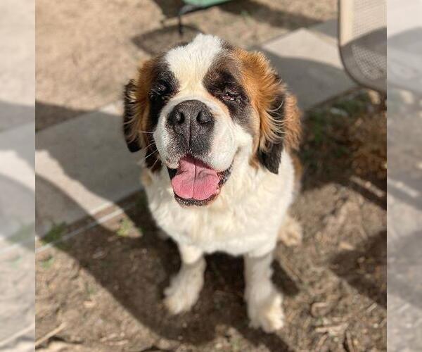 Medium Photo #1 Saint Bernard Puppy For Sale in Aurora, CO, USA
