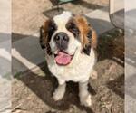 Small Saint Bernard