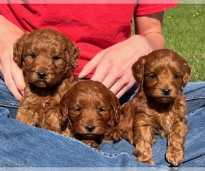 Goldendoodle (Miniature) Litter for sale in HULL, IA, USA