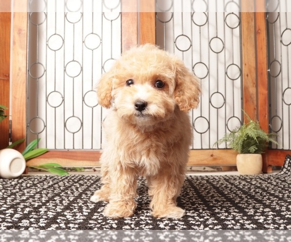 Medium Photo #9 Maltipoo (Miniature) Puppy For Sale in NAPLES, FL, USA