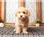 Small #3 Maltipoo (Miniature)