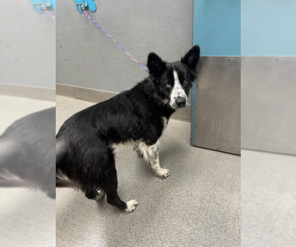 Medium Photo #1 Border Collie-Unknown Mix Puppy For Sale in Las Vegas, NV, USA