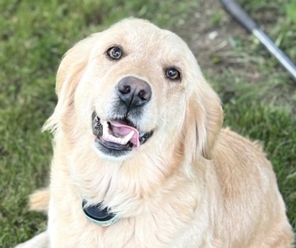 Medium Photo #1 Golden Retriever Puppy For Sale in HIDALGO, IL, USA