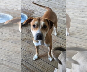 Mutt Dogs for adoption in Williamsburg, IA, USA