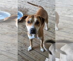 Brownie (Courtesy Listing) - Male Mutt Dog for Adoption - Small photo