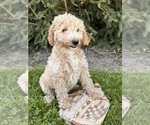 Small #2 Goldendoodle (Miniature)