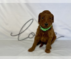 Medium Goldendoodle