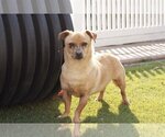 Small Photo #3 Dachshund-Unknown Mix Puppy For Sale in La Verne, CA, USA