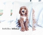 Small Photo #11 Poodle (Standard)-Unknown Mix Puppy For Sale in LEXINGTON, IN, USA