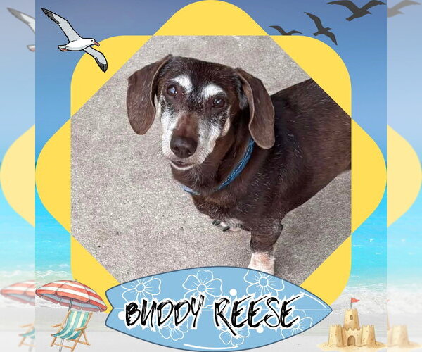 Medium Photo #1 Dachshund Puppy For Sale in San Antonio, TX, USA