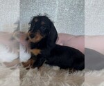 Small #2 Dachshund