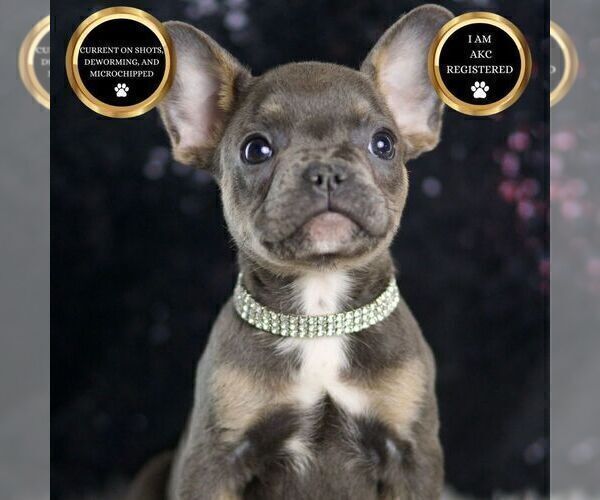 Medium Photo #30 French Bulldog Puppy For Sale in WARSAW, IN, USA