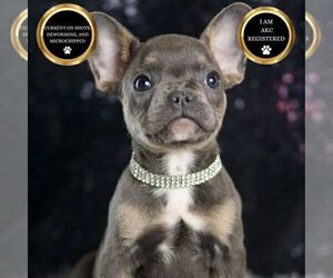 Medium French Bulldog