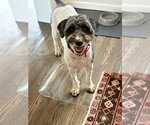 Small #1 Labrador Retriever Mix