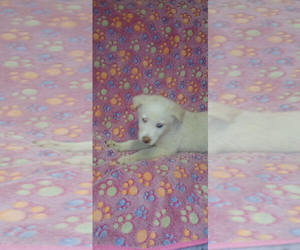 Medium Photo #3 Border-Aussie Puppy For Sale in Aurora, IN, USA