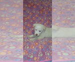 Small #2 Border-Aussie