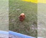 Image preview for Ad Listing. Nickname: Fudge