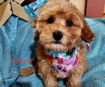 Small #2 Cavachon-Cavapoo Mix