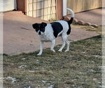 Small #4 Rat Terrier