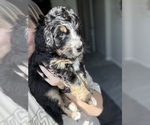 Small #7 Bernedoodle