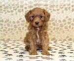 Small #2 Cavapoo