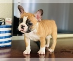 Small Photo #5 French Bulldog Puppy For Sale in FREMONT, CA, USA