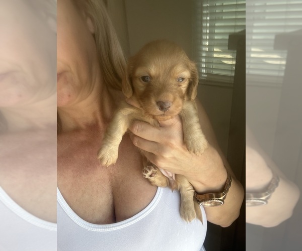Medium Photo #8 Dachshund Puppy For Sale in SAN DIEGO, CA, USA