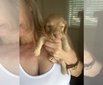Small #7 Dachshund