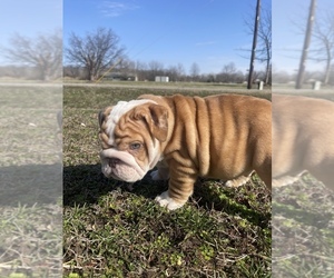 Bulldog Puppy for sale in WEST FRANKFORT, IL, USA