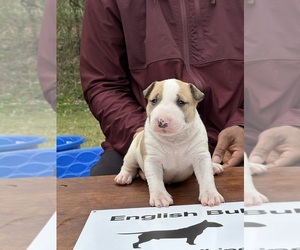 Bull Terrier Puppy for sale in DECATUR, TN, USA