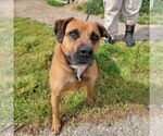 Small #3 Black Mouth Cur-Boxer Mix