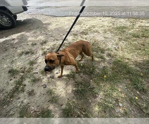 Medium Photo #1 Black Mouth Cur-Unknown Mix Puppy For Sale in Ocala, FL, USA