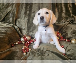 Golden Retriever Puppy for sale in DECKER PR, TX, USA
