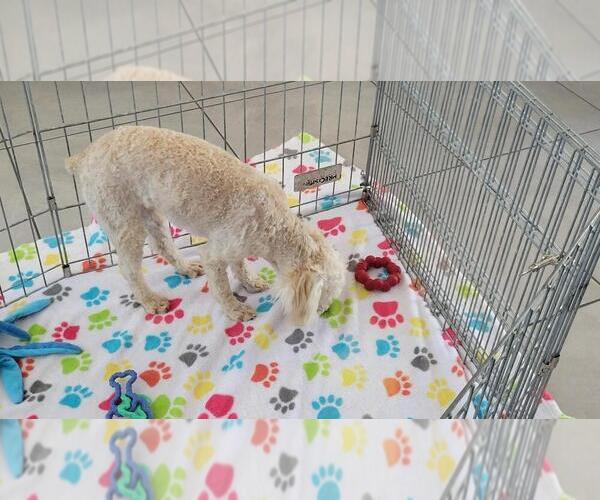 Medium Photo #4 Poodle (Toy) Puppy For Sale in ORO VALLEY, AZ, USA